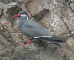 Inca Tern